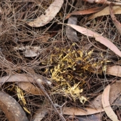 Unverified Fungus by LisaH