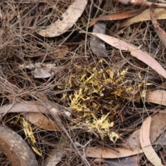 Unidentified Fungus at Broulee Moruya Nature Observation Area - 5 Jun 2024 by LisaH