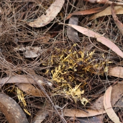 Unverified Fungus by LisaH