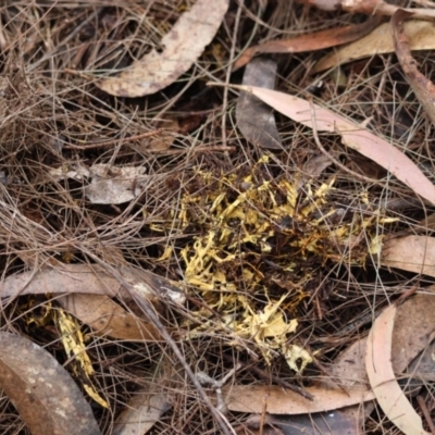 Unidentified Fungus at Moruya, NSW - 5 Jun 2024 by LisaH