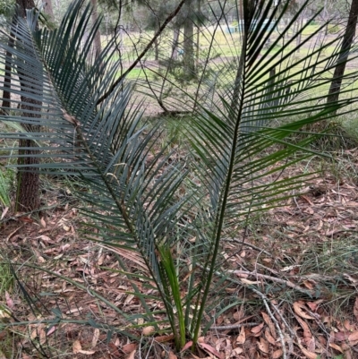 Macrozamia communis (Burrawang) at Moruya, NSW - 4 Jun 2024 by LisaH