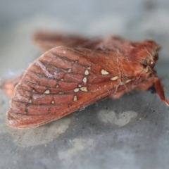 Unidentified Moth (Lepidoptera) at Broulee Moruya Nature Observation Area - 6 Jun 2024 by LisaH