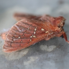 Oxycanus stellans (Rosaceus Oxycanus) by LisaH