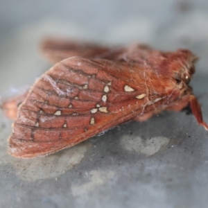 Unidentified Moth (Lepidoptera) at Moruya, NSW by LisaH