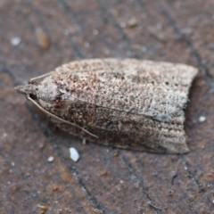 Meritastis ferrea (A Tortricid moth (Epitymbiini) by LisaH