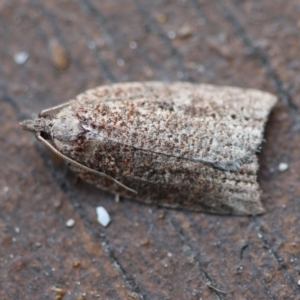 Meritastis ferrea at Broulee Moruya Nature Observation Area - suppressed
