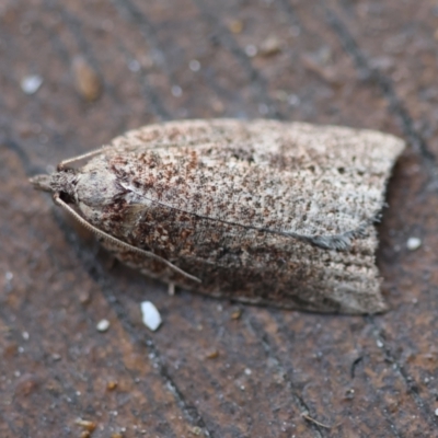 Epitymbia scotinopa at Moruya, NSW - 6 Jun 2024 by LisaH