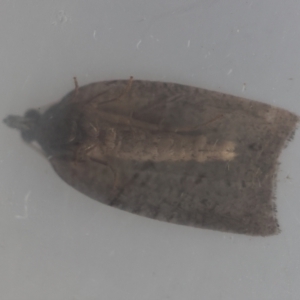 Meritastis ferrea at Broulee Moruya Nature Observation Area - suppressed