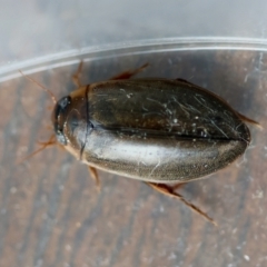 Calolampra sp. (genus) at Broulee Moruya Nature Observation Area - 6 Jun 2024 by LisaH