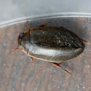 Calolampra sp. (genus) at Broulee Moruya Nature Observation Area - 6 Jun 2024