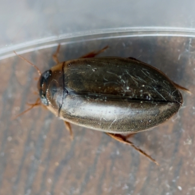 Calolampra sp. (genus) (Bark cockroach) at Moruya, NSW - 6 Jun 2024 by LisaH