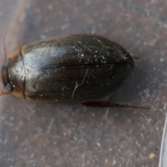 Calolampra sp. (genus) at Broulee Moruya Nature Observation Area - 6 Jun 2024