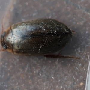 Calolampra sp. (genus) at Broulee Moruya Nature Observation Area - 6 Jun 2024