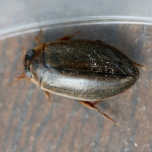 Calolampra sp. (genus) at Broulee Moruya Nature Observation Area - 6 Jun 2024