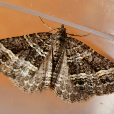 Chrysolarentia subrectaria (A Geometer moth) at Moruya, NSW - 6 Jun 2024 by LisaH