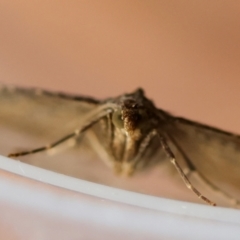 Chrysolarentia subrectaria at Broulee Moruya Nature Observation Area - suppressed