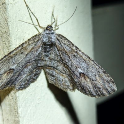 Ectropis excursaria at Kambah, ACT - 6 Jun 2024 by HelenCross