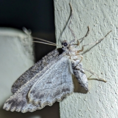 Ectropis (genus) at Lions Youth Haven - Westwood Farm A.C.T. - 6 Jun 2024