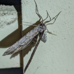 Ectropis (genus) at Lions Youth Haven - Westwood Farm A.C.T. - 6 Jun 2024