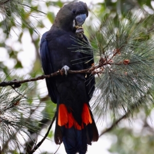 Calyptorhynchus lathami lathami at Broulee Moruya Nature Observation Area - suppressed