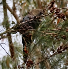 Calyptorhynchus lathami lathami at Broulee Moruya Nature Observation Area - suppressed