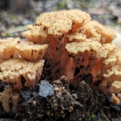 Ramaria capitata var. capitata (Pale cauliflower coral) at Acton, ACT - 6 Jun 2024 by HelenCross