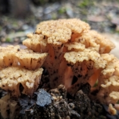 Ramaria capitata var. capitata at ANBG - 6 Jun 2024 01:00 PM