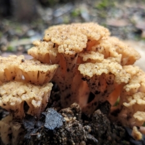 Ramaria capitata var. capitata at ANBG - 6 Jun 2024