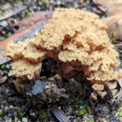 Ramaria capitata var. capitata at ANBG - 6 Jun 2024