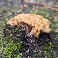 Ramaria capitata var. capitata at ANBG - 6 Jun 2024 01:00 PM