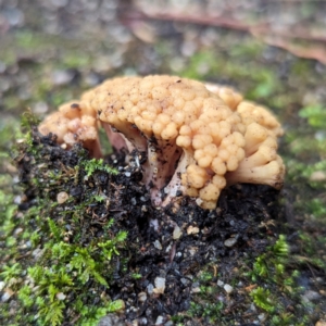 Ramaria capitata var. capitata at ANBG - 6 Jun 2024