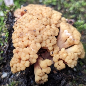 Ramaria capitata var. capitata at ANBG - 6 Jun 2024