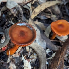 Unidentified Cap on a stem; gills below cap [mushrooms or mushroom-like] at ANBG - 31 May 2024 by HelenCross