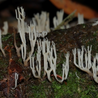 Unidentified Coralloid fungus, markedly branched at Tidbinbilla Nature Reserve - 1 Jun 2024 by TimL