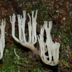 Artomyces sp. at Tidbinbilla Nature Reserve - 1 Jun 2024