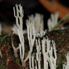 Artomyces sp. at Tidbinbilla Nature Reserve - 1 Jun 2024