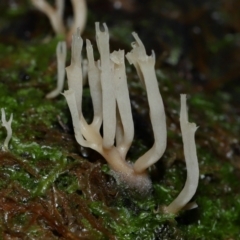 Artomyces sp. at Tidbinbilla Nature Reserve - 1 Jun 2024 12:44 PM