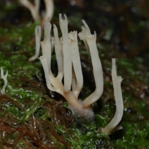 Artomyces sp. at Tidbinbilla Nature Reserve - 1 Jun 2024