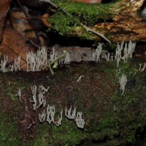 Artomyces sp. at Tidbinbilla Nature Reserve - 1 Jun 2024