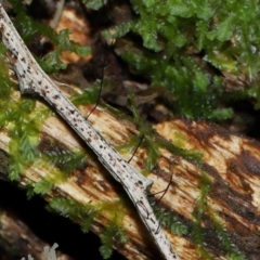 Unidentified Uncategorised Fungi at Tidbinbilla Nature Reserve - 1 Jun 2024 by TimL