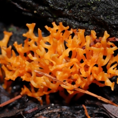 Ramariopsis crocea at ANBG - 3 Jun 2024 by TimL