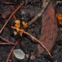 Ramariopsis crocea at ANBG - 3 Jun 2024 01:01 PM