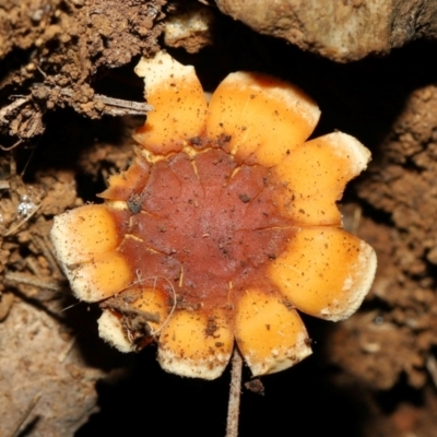 Hypholoma sp. (Hypholoma) at Namadgi National Park - 5 Jun 2024 by TimL