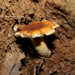 Hypholoma sp. at Namadgi National Park - 5 Jun 2024