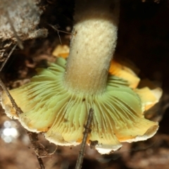 Hypholoma sp. at Namadgi National Park - 5 Jun 2024