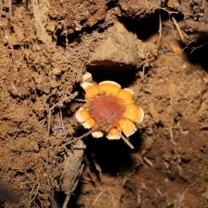 Hypholoma sp. at Namadgi National Park - 5 Jun 2024