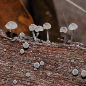 Unidentified Cap on a stem; gills below cap [mushrooms or mushroom-like] at Cotter River, ACT by TimL
