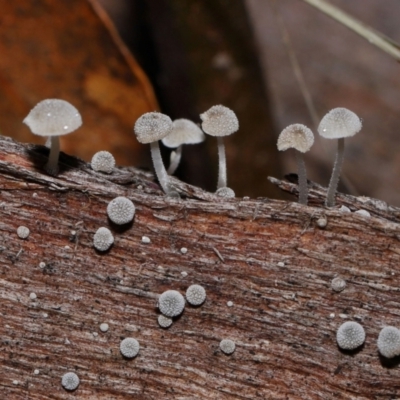 Unidentified Cap on a stem; gills below cap [mushrooms or mushroom-like] at Cotter River, ACT - 5 Jun 2024 by TimL