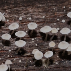 zz agaric (stem; gills white/cream) at Namadgi National Park - 5 Jun 2024 12:12 PM