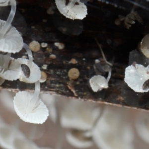 Poduromorpha sp. (order) at Namadgi National Park - 5 Jun 2024